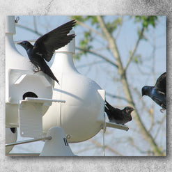 Mousepad - Small - Purple Martins and Gourds